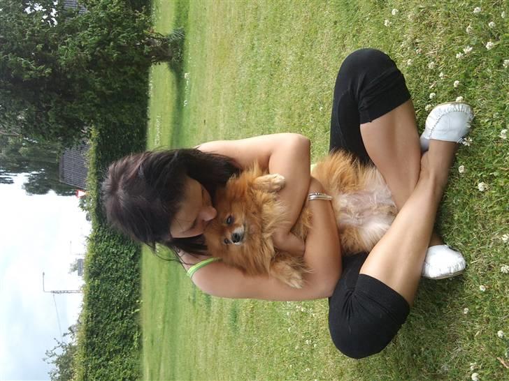 Pomeranian Tarzan billede 2