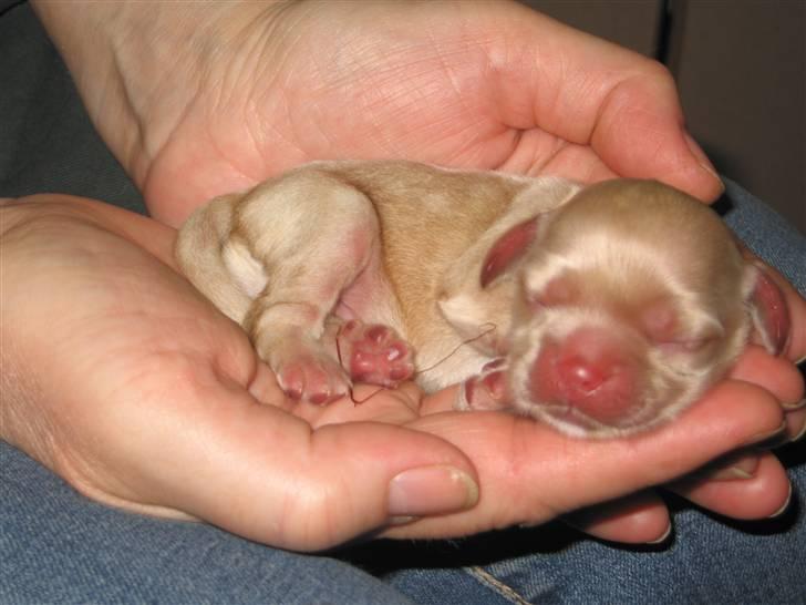 Amerikansk cocker spaniel Sunny - Sunny få timer gammel. billede 2