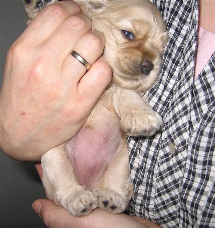 Amerikansk cocker spaniel Sunny - Sunny, 2½ uge. billede 3