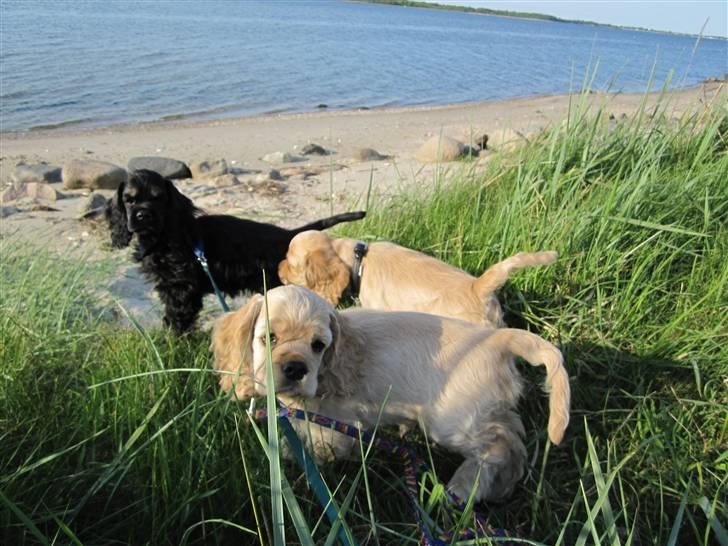 Amerikansk cocker spaniel Sunny - Sunny på tur med sine søskende. billede 4