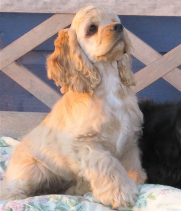 Amerikansk cocker spaniel Sunny - Charmetrold. billede 5