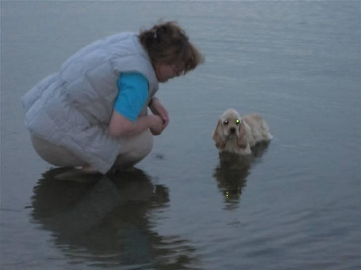 Amerikansk cocker spaniel Sunny - Ude og bade for første gang. billede 6