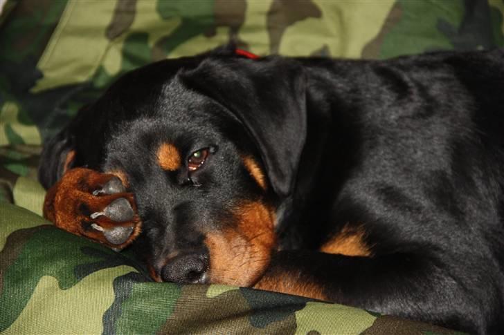 Rottweiler molly billede 1