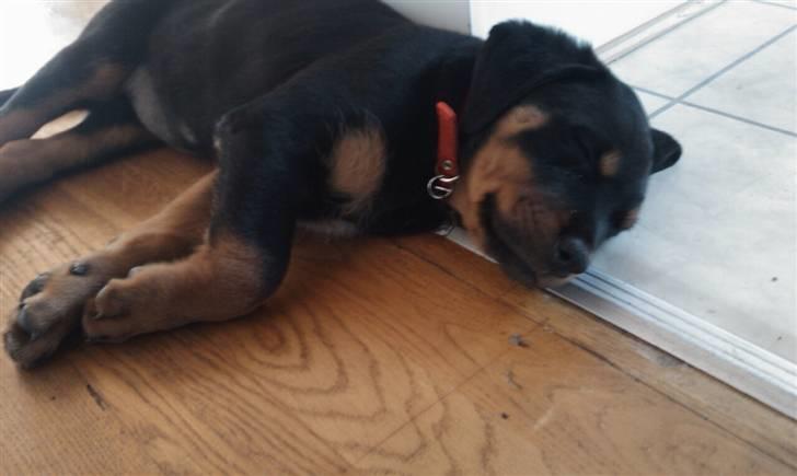 Rottweiler molly billede 2