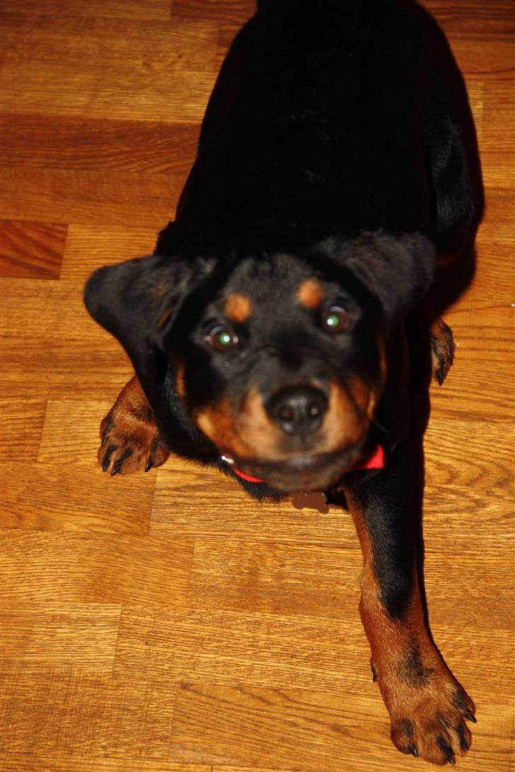 Rottweiler molly billede 3