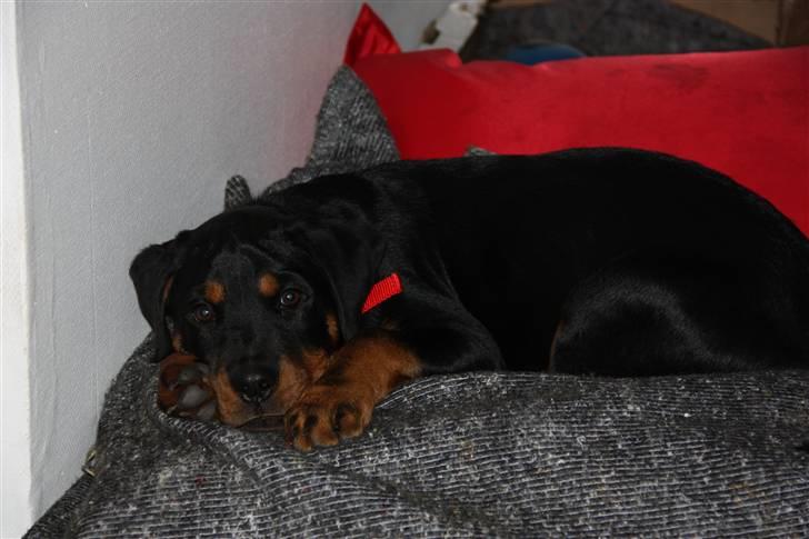 Rottweiler molly billede 4