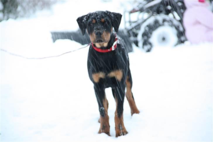 Rottweiler molly billede 5
