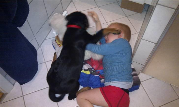 Rottweiler molly billede 6