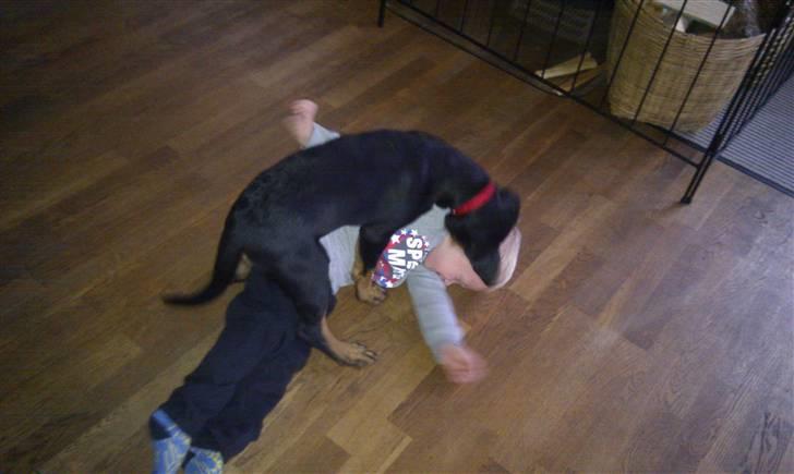 Rottweiler molly billede 7