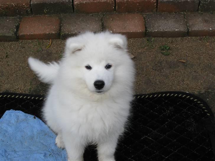 Samojedhund snechinka's chenci - hej :) velkommen til billede 1