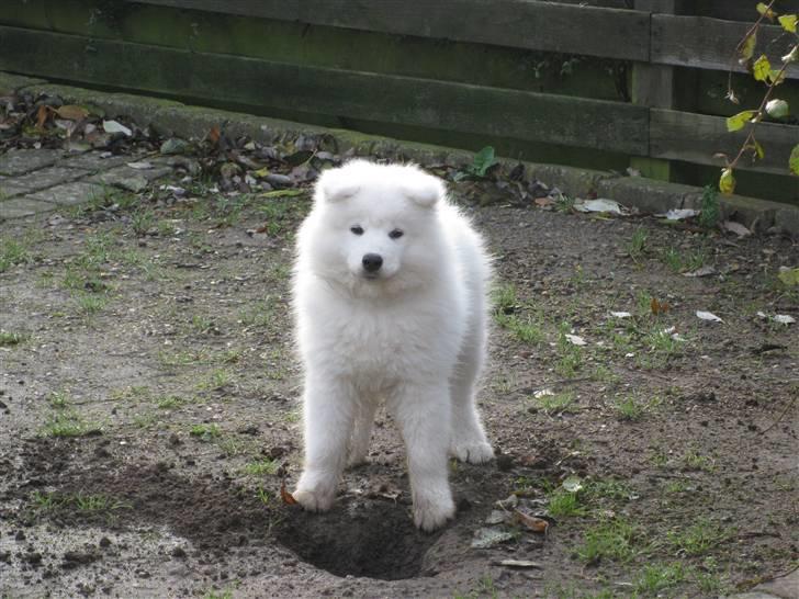 Samojedhund snechinka's chenci - mig grave??? nej det kunne jeg da ikke drømme om :) billede 3