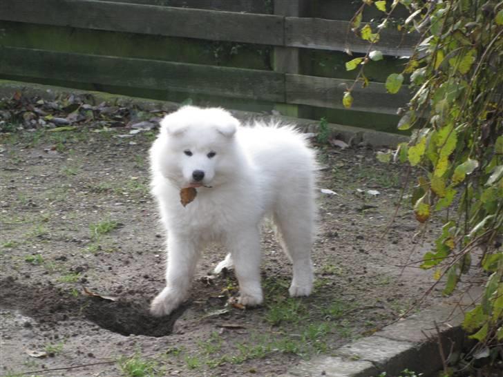 Samojedhund snechinka's chenci billede 4