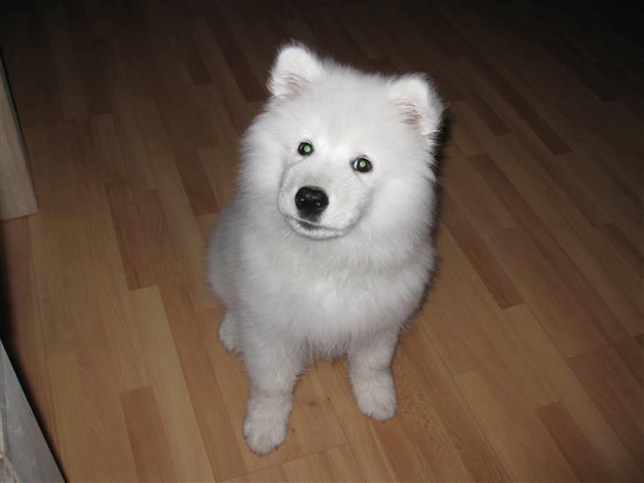 Samojedhund snechinka's chenci billede 5