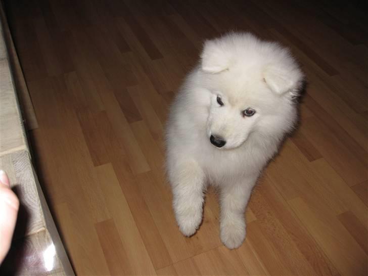 Samojedhund snechinka's chenci billede 6