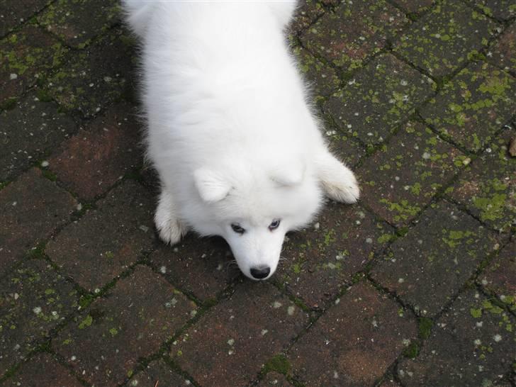 Samojedhund snechinka's chenci - lege??? billede 17