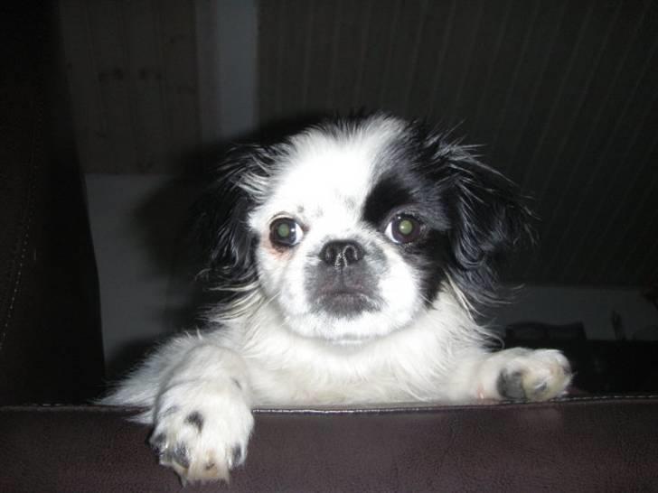 Japanese Tipo - Mor det er jo et nær billede du tager der.:-) billede 2