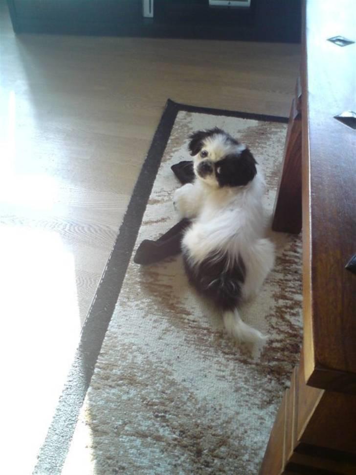 Japanese Tipo - Mor låner lige dine strømper :-) billede 10