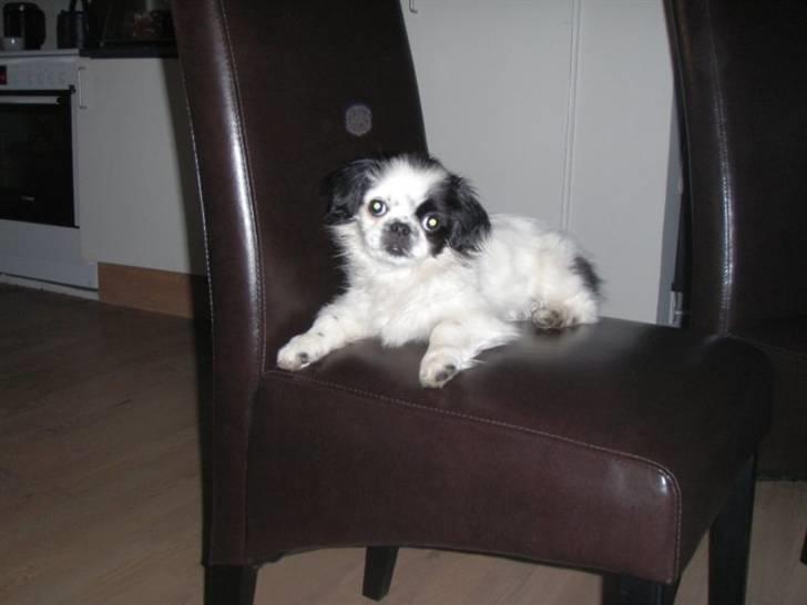 Japanese Tipo - Her er jeg ikke særlig gammel Jeg er en lille skid. Tihi billede 7