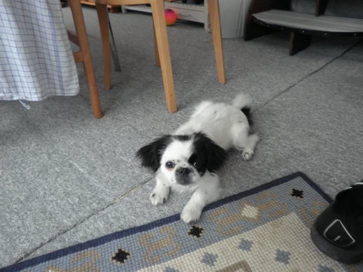 Japanese Tipo - Så er Tipo på camping. billede 9