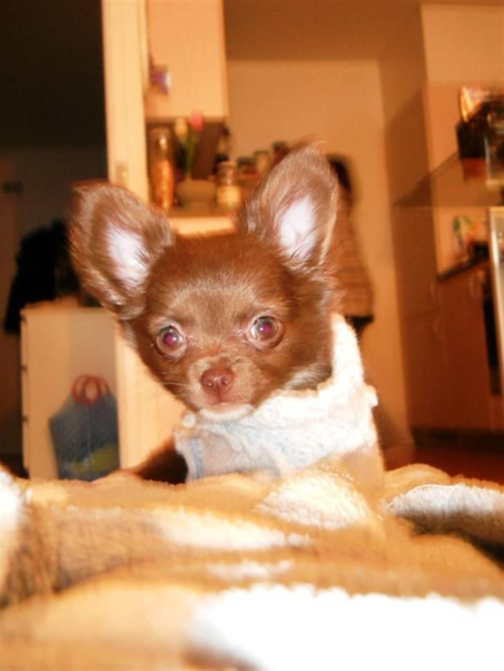 Chihuahua Anakin billede 8