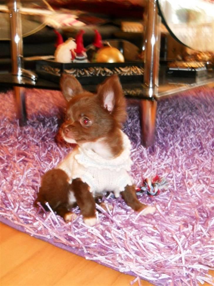 Chihuahua Anakin billede 9