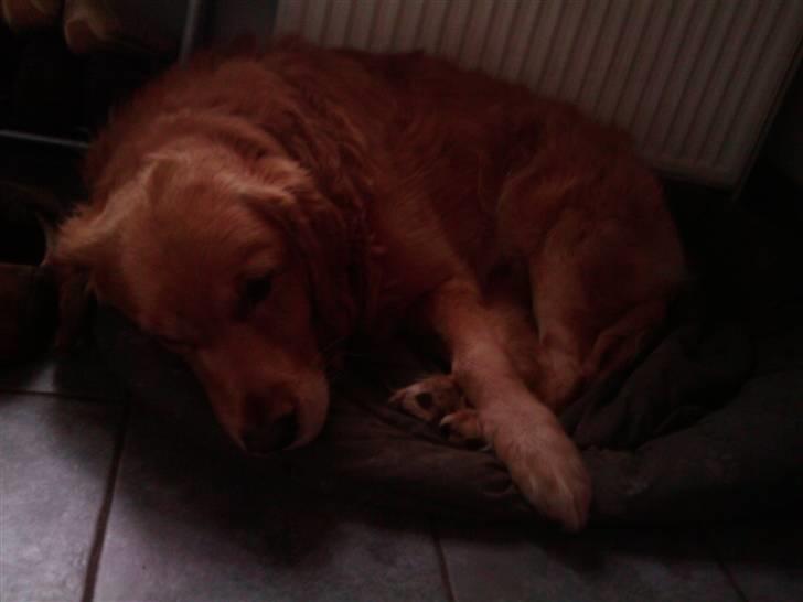 Golden retriever bobby billede 1