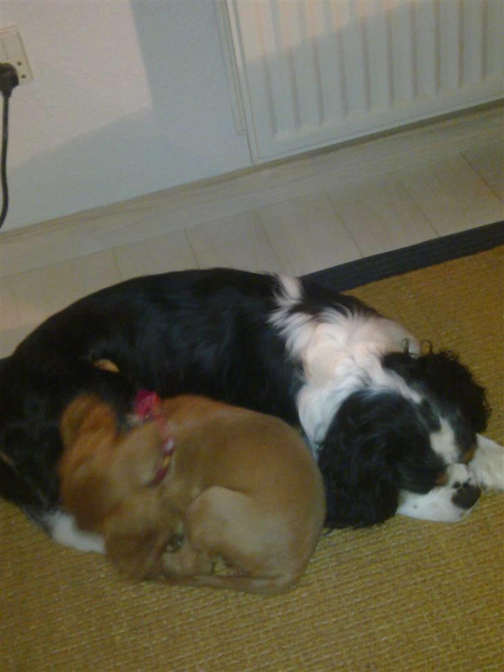 Cavalier king charles spaniel Dina - R.I.P.den 22/11-10 billede 11