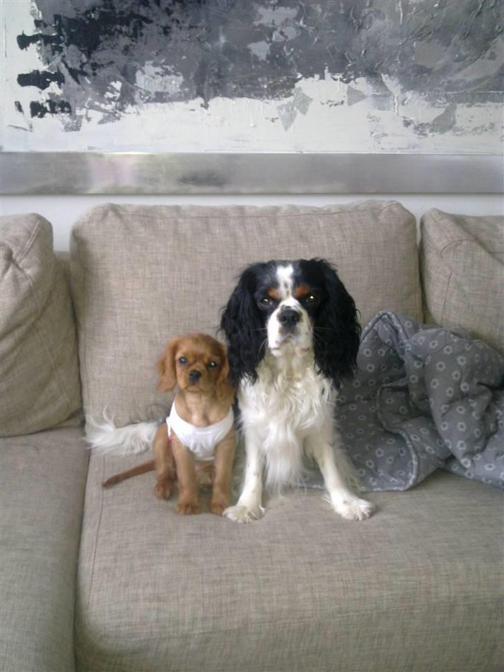 Cavalier king charles spaniel Dina - R.I.P.den 22/11-10 billede 12