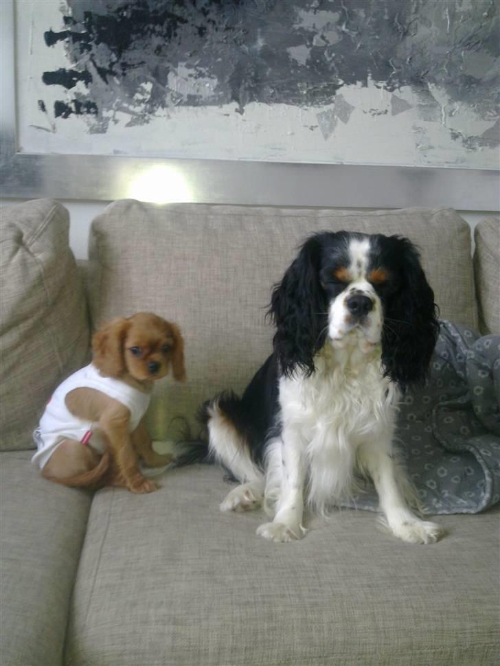 Cavalier king charles spaniel Dina - R.I.P.den 22/11-10 billede 13