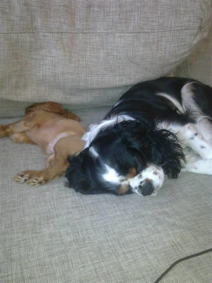 Cavalier king charles spaniel Dina - R.I.P.den 22/11-10 billede 14