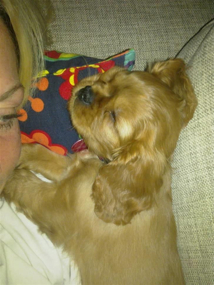 Cavalier king charles spaniel Dina - R.I.P.den 22/11-10 billede 15