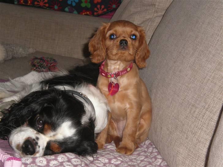Cavalier king charles spaniel Dina - R.I.P.den 22/11-10 billede 16