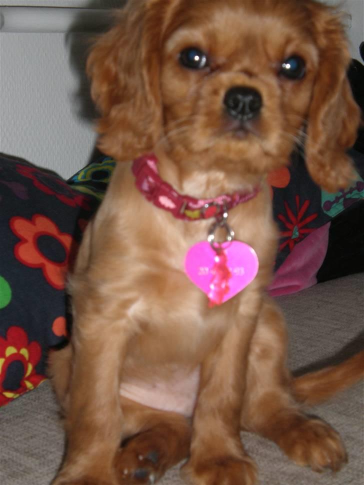 Cavalier king charles spaniel Dina - R.I.P.den 22/11-10 billede 1