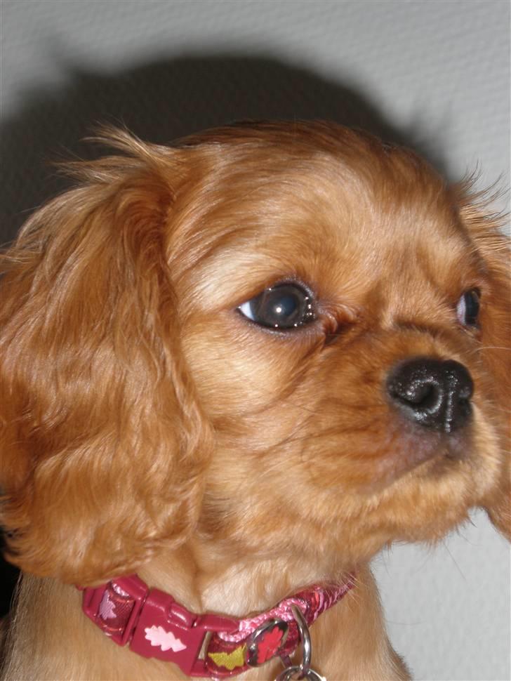Cavalier king charles spaniel Dina - R.I.P.den 22/11-10 billede 17