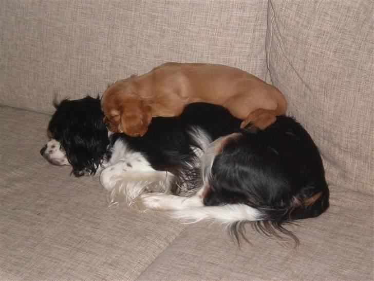 Cavalier king charles spaniel Dina - R.I.P.den 22/11-10 billede 18