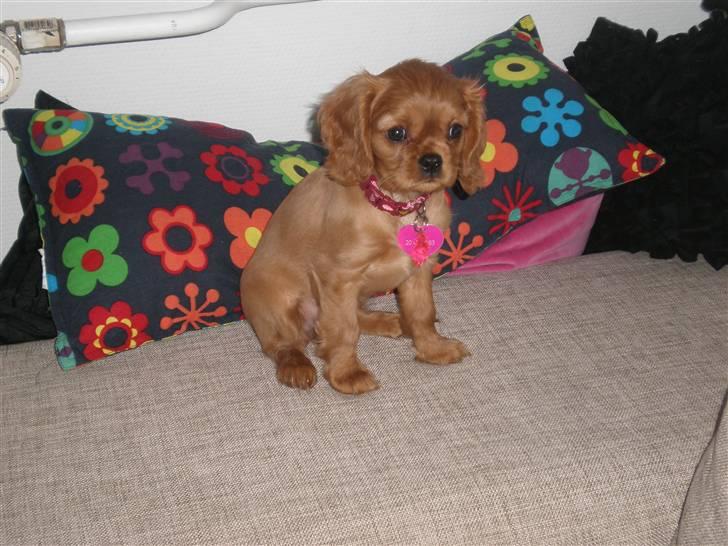 Cavalier king charles spaniel Dina - R.I.P.den 22/11-10 billede 19