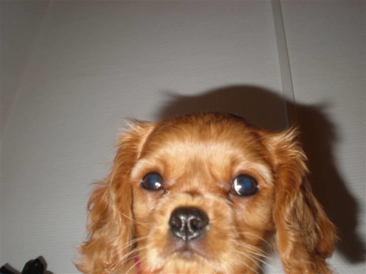 Cavalier king charles spaniel Dina - R.I.P.den 22/11-10 billede 20