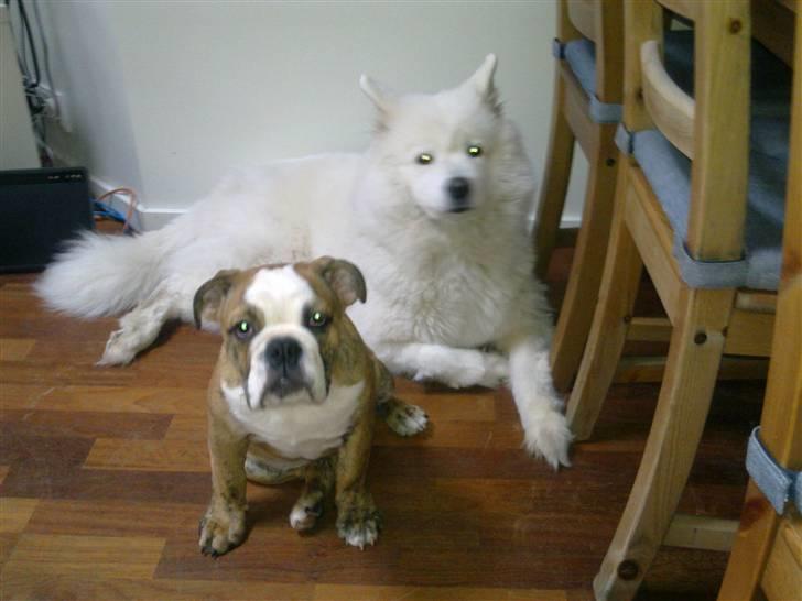 Engelsk bulldog Chili billede 5