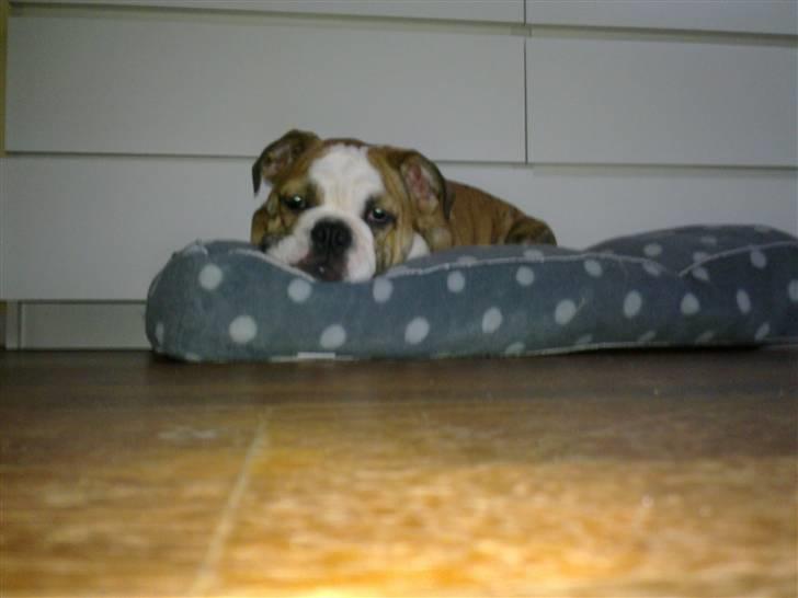 Engelsk bulldog Chili billede 8