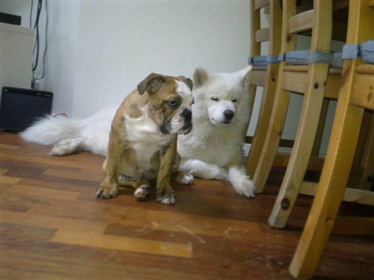 Engelsk bulldog Chili billede 9