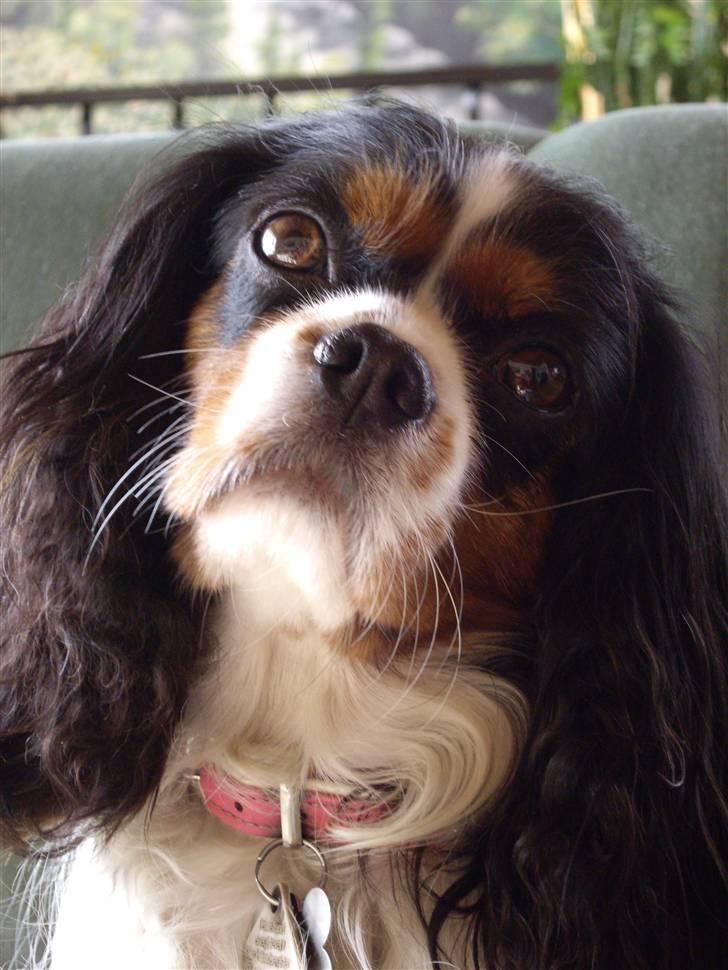 Cavalier king charles spaniel Fægge - smukke Fægge 3 år billede 2