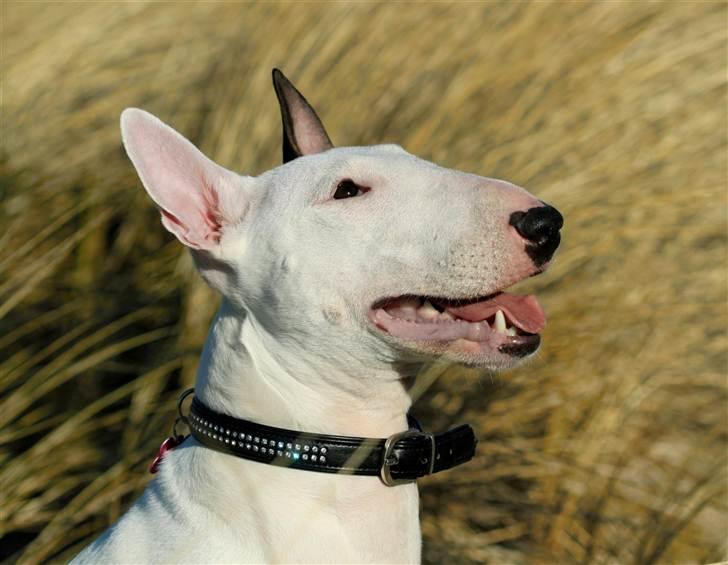 Bullterrier Lulu *himmelhund* billede 1