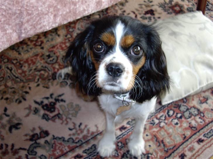 Cavalier king charles spaniel Fægge - Fægge på 7,5 mdr billede 3