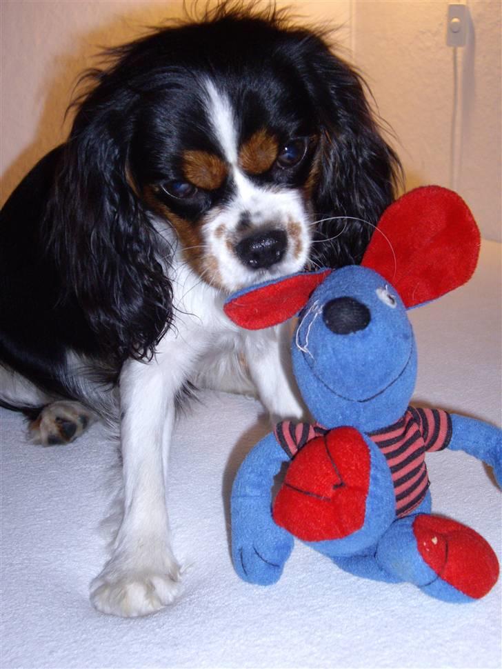 Cavalier king charles spaniel Fægge - Fægge 12 uger:) billede 4