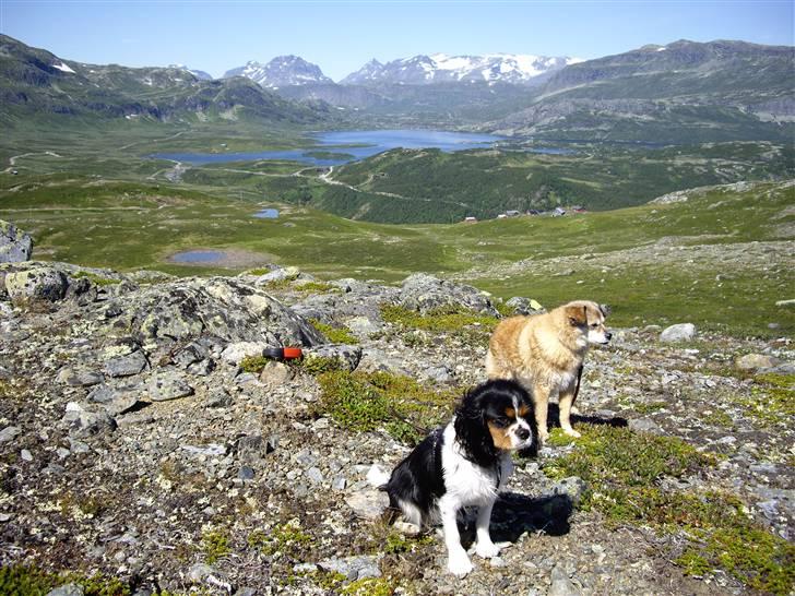 Cavalier king charles spaniel Fægge - Fægge og Coccie i Jotunheimen i Norge billede 5