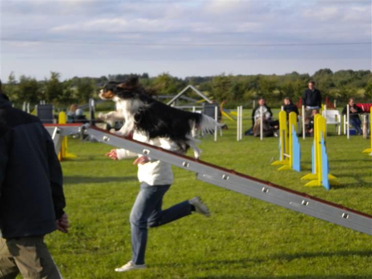 Cavalier king charles spaniel Fægge - Første agility stævne billede 7