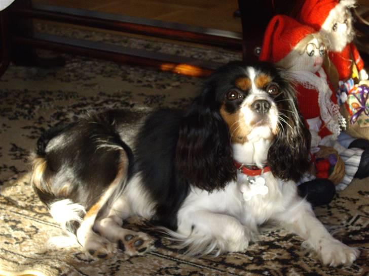 Cavalier king charles spaniel Fægge - Fægge 2 år billede 9