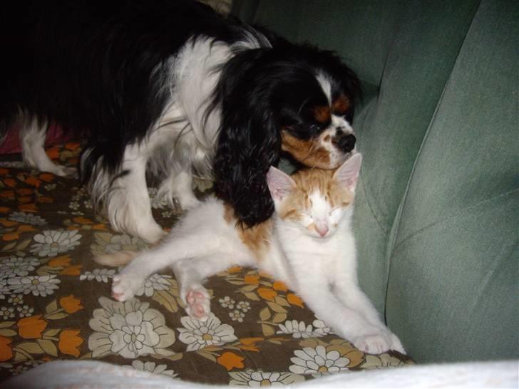 Cavalier king charles spaniel Fægge - Fægge og lillebror Simba billede 13