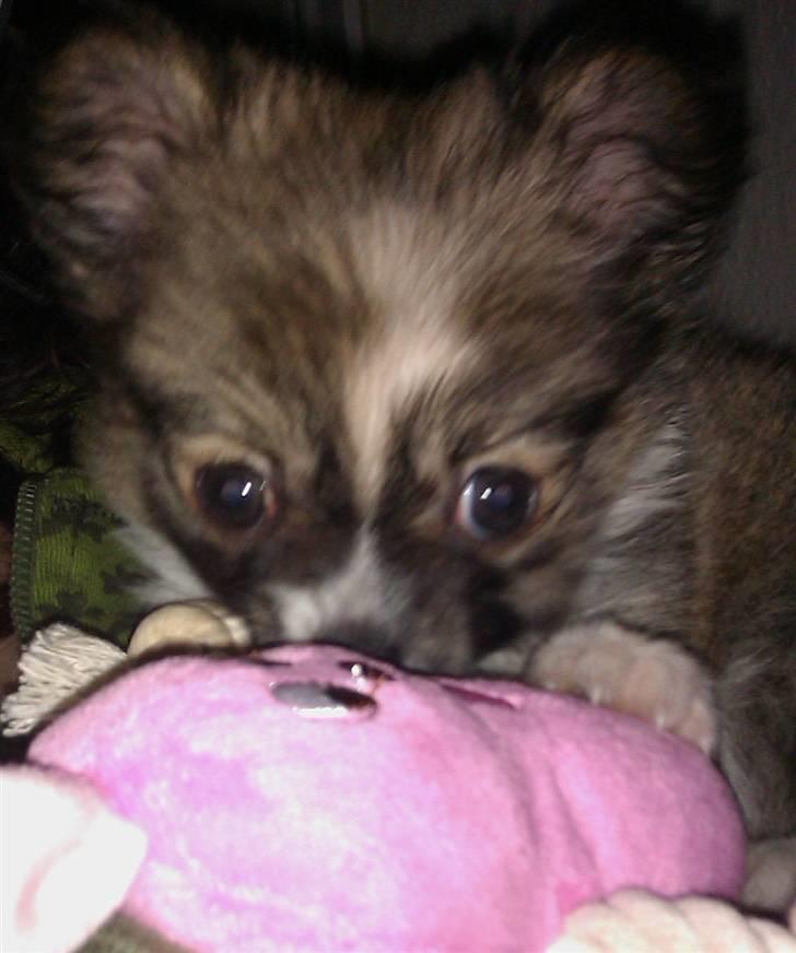 Chihuahua /Papillon Teddi billede 3