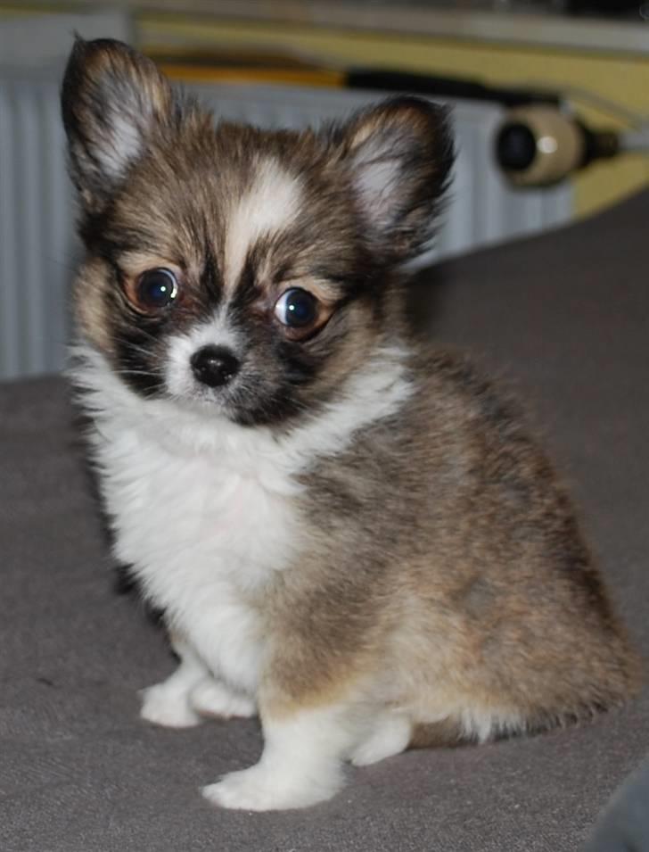 Chihuahua /Papillon Teddi billede 4